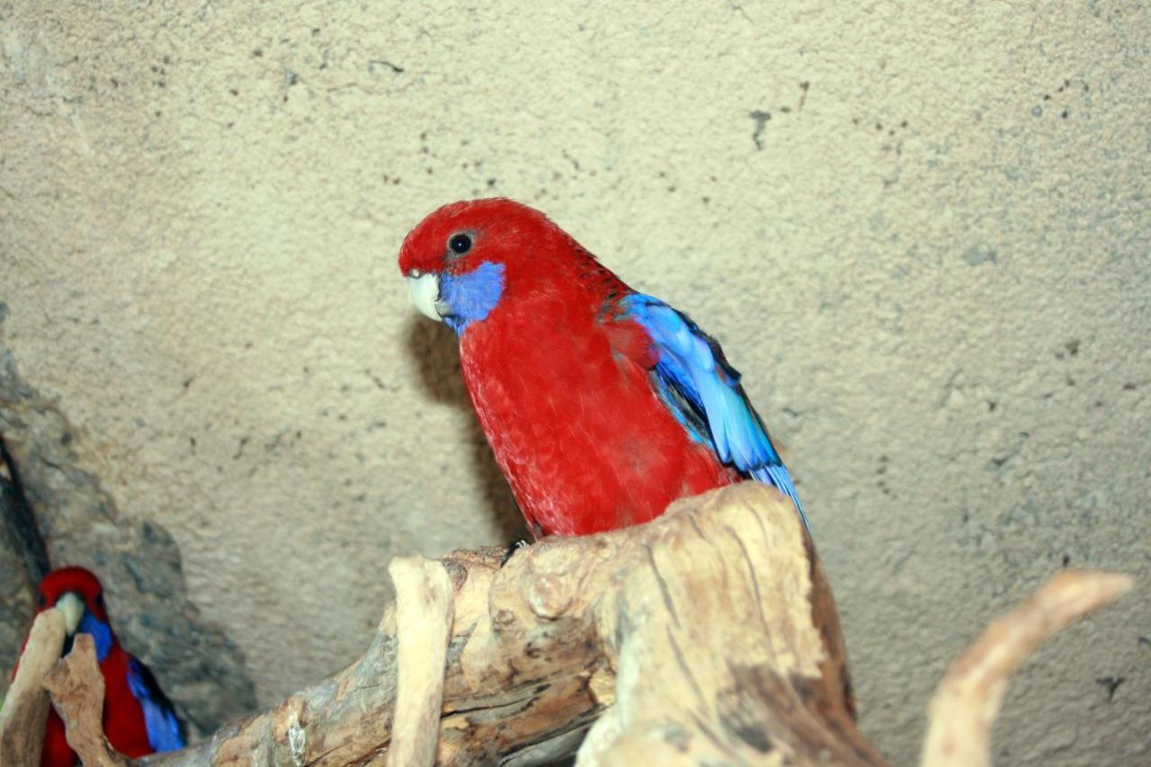 Vakantiehuis Le Pimayon